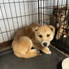 生後8ヶ月雅豆☆栃木から保護 サムネイル4