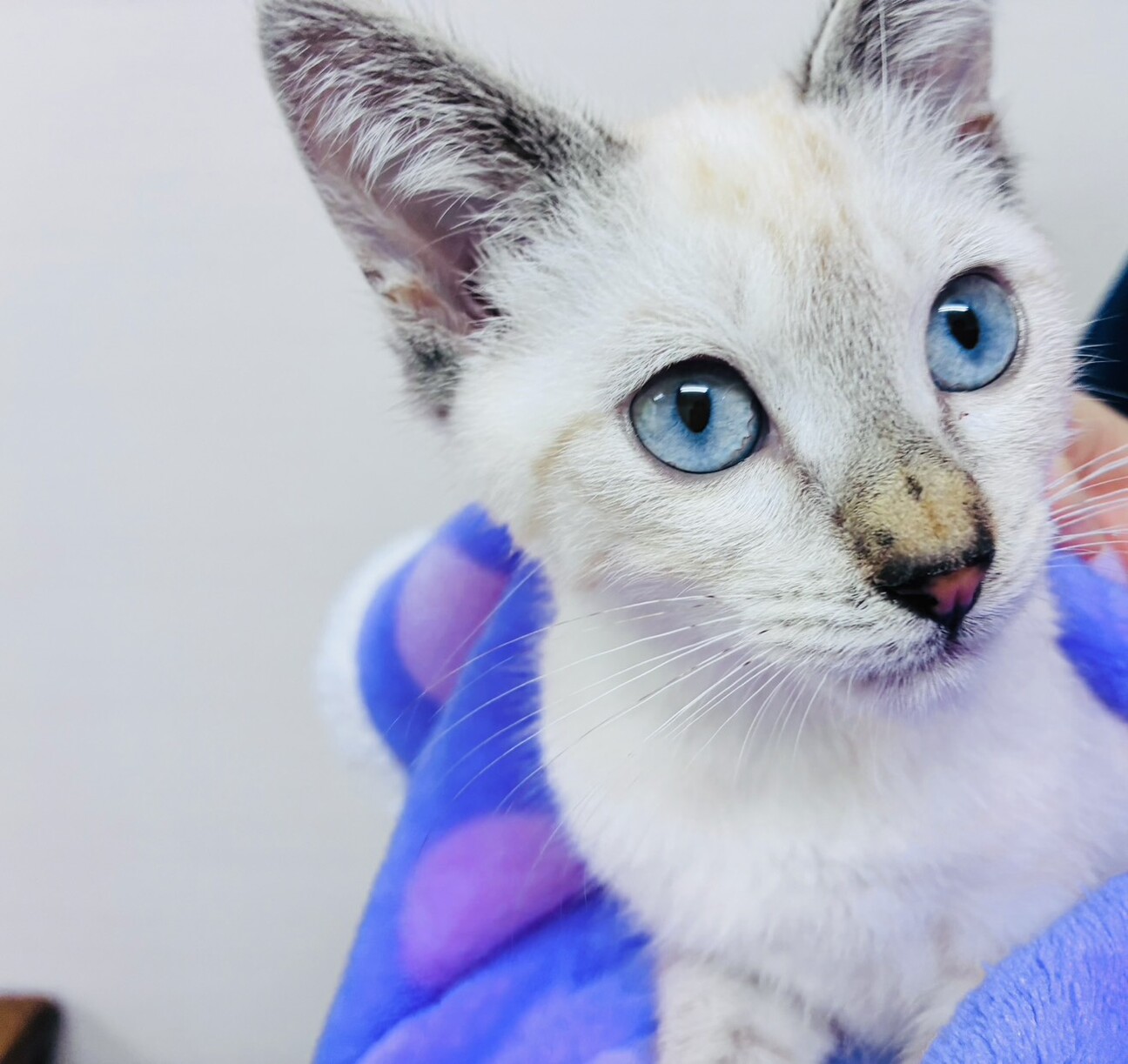 子猫を保護しました。里親をさがしています。 サムネイル1