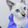 子猫を保護しました。里親をさがしています。 サムネイル1