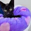 子猫を保護しました。里親をさがしています。