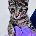 子猫を保護しました。里親をさがしています。
