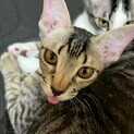おめめ くりくりボーイ♡　シャケ♂