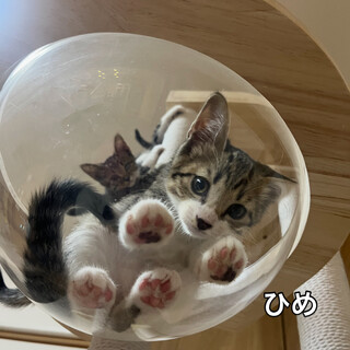 ひとなれバッチリ　ひめ