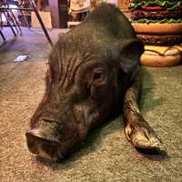 ブウ