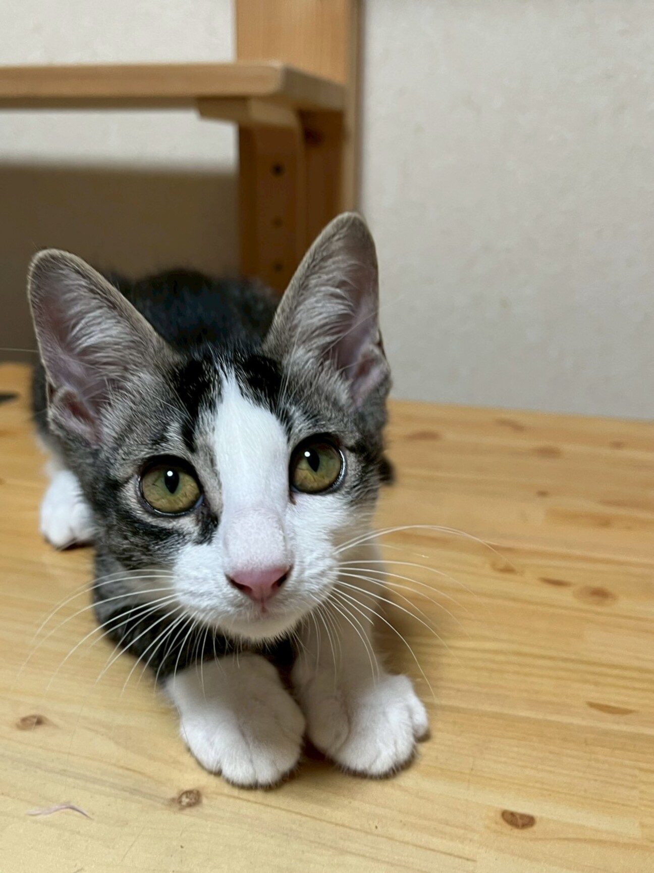 ピンクのお鼻がキュート♡　シシャモ♀ サムネイル1