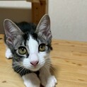 ピンクのお鼻がキュート♡　シシャモ♀