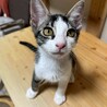 ピンクのお鼻がキュート♡　シシャモ♀ サムネイル2