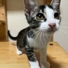 ピンクのお鼻がキュート♡　シシャモ♀ サムネイル3