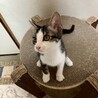 ピンクのお鼻がキュート♡　シシャモ♀ サムネイル4