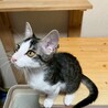 ピンクのお鼻がキュート♡　シシャモ♀ サムネイル5