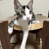 ピンクのお鼻がキュート♡　シシャモ♀ サムネイル6
