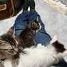 ピンクのお鼻がキュート♡　シシャモ♀ サムネイル7