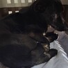 ◆小さめツヤツヤ黒の美しい子犬◆セブンくん サムネイル3