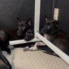 ◆小さめツヤツヤ黒の美しい子犬◆セブンくん サムネイル4