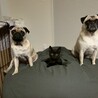 つきひこ