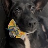◆小さめツヤツヤ黒の美しい子犬◆セブンくん サムネイル5