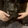 ◆小さめツヤツヤ黒の美しい子犬◆セブンくん サムネイル6