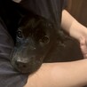 ◆小さめツヤツヤ黒の美しい子犬◆セブンくん サムネイル7