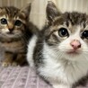 『ぐれむ』とっても食いしん坊 サムネイル4