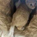 至急！引越しの為飼い主さん募集します