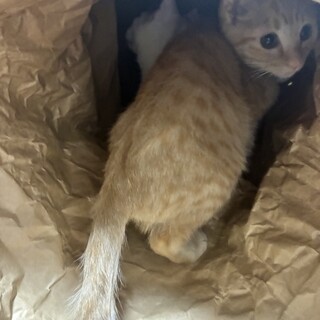 至急！引越しの為飼い主さん募集します