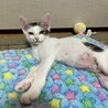 マイペースなモウモウ柄　シラス♀ サムネイル5