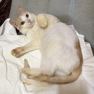 穏やかで甘えん坊の茶白女の子　推定1歳
