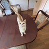穏やかで甘えん坊の茶白女の子　推定1歳 サムネイル2