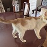 穏やかで甘えん坊の茶白女の子　推定1歳 サムネイル4