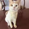 穏やかで甘えん坊の茶白女の子　推定1歳 サムネイル5