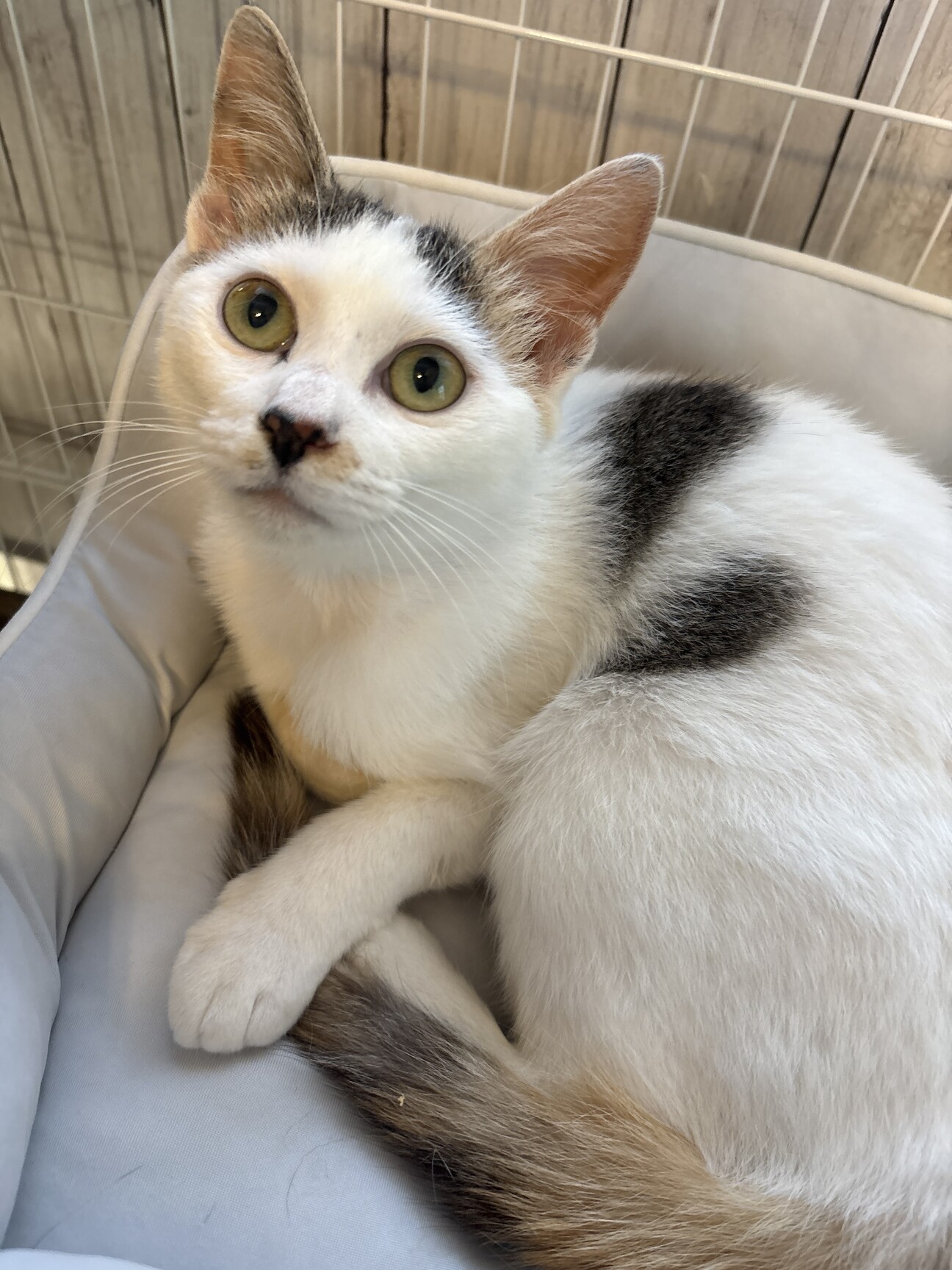 (ΦωΦ)ポケにゃん♥生後３ヶ月(ΦωΦ)ちびちび♥里親様募集♥猫(ΦωΦ) 生後7ヶ月～8ヶ月の猫ち」三重県 - 猫の里親募集(544843) 4枚目の