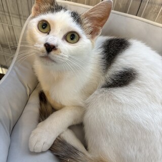 とびミケちゃん」大阪府 - 猫の里親募集(108237) :: ペットのおうち