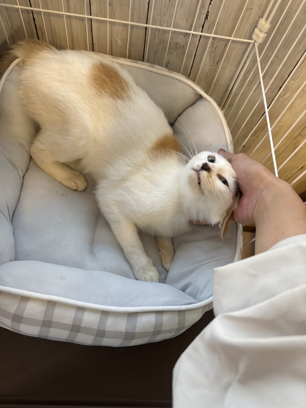 生後7ヶ月～8ヶ月の猫ち」三重県 - 猫の里親募集(544843) 4枚目の