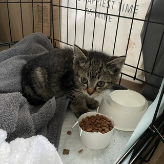 1.5ヶ月ほどの子猫(女の子)