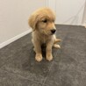 里親募集 サムネイル2