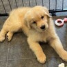 里親募集 サムネイル3