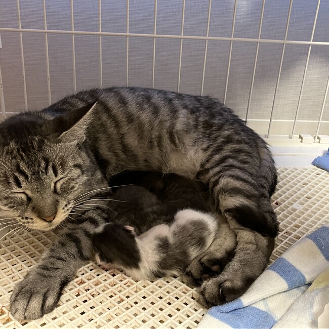 シャーッ猫預かり委員会神奈川支部のカバー写真