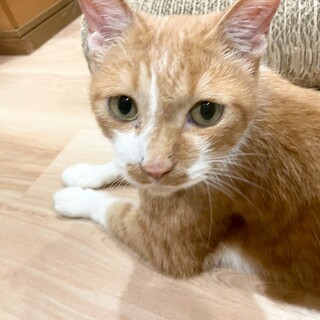 エイ☆