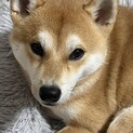 柴犬1歳の男の子