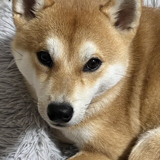柴犬1歳の男の子