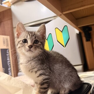 サバトラの男の子
