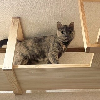 ビビ