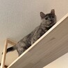 ビビ サムネイル2