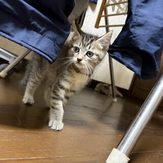 仔猫3兄弟募集