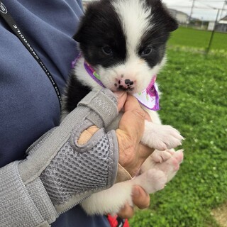 かわいい子犬！南ちゃん！