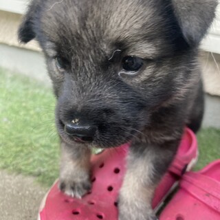かわいい子犬！東（あず）ちゃん