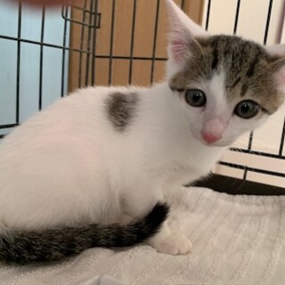 大きなお目目の甘えん坊アグネスちゃん 避妊MC済