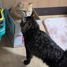 箱入り猫と仲間に入れて欲しい黒