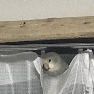 おしゃべり大好きオレンジフェイスコザクラインコ