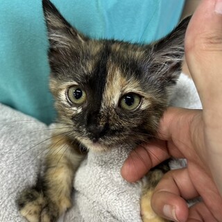 元気でよく遊ぶ活発な子❤️シャネル